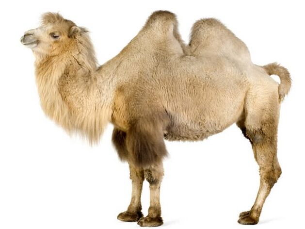 camel and his stomach to increase potency