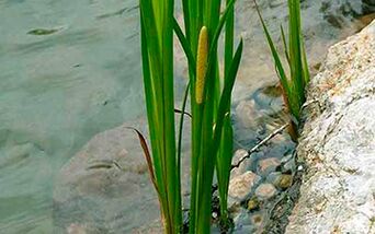 Calamus marsh, the root of which is used to increase male potency
